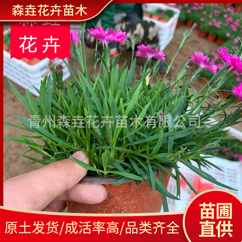 Саженцы диантуса в чашках, оптовая база для озеленения дорог, многокрасочные диантусы