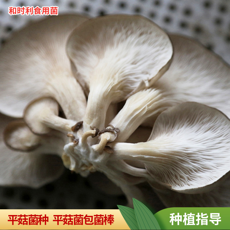 Early Autumn Edible Mushroom Bag, Oyster Mushroom Spawn Bag, 3kg Spawn Bags, Oyster Mushroom Original Spawn Cultivation Spawn Bag, Three-Level Spawn Bag