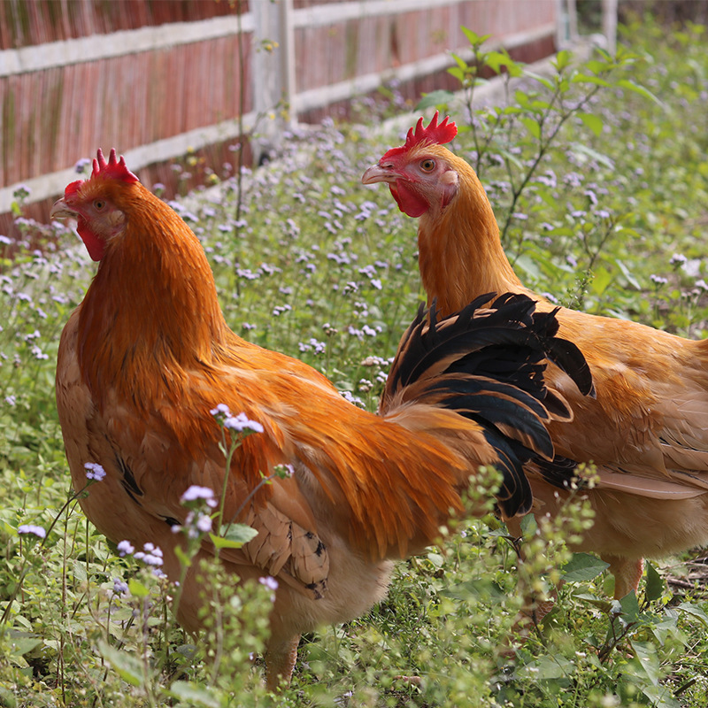 Wen's Fresh Chicken Is Now Slaughtered and Shipped in a Cold Chain. Three Yellow Chickens/Butter Chicken/Comb Chicken/Old Hen/Wenchang Chicken