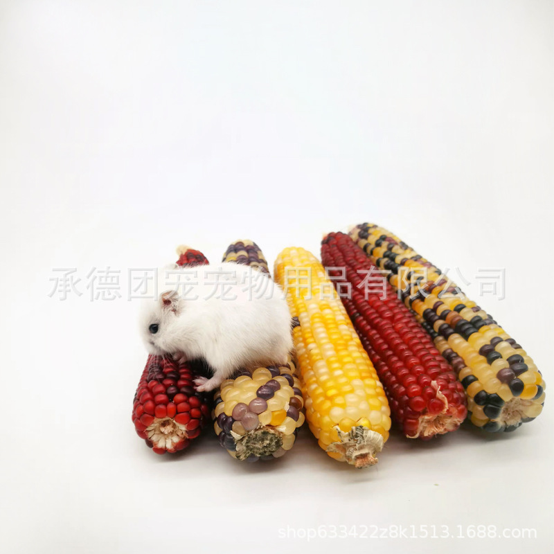 2024 New Mini Corn Hamster Snacks Rabbit Chinchilla Guinea Pig Pet Toy Rabbit Teething Stick