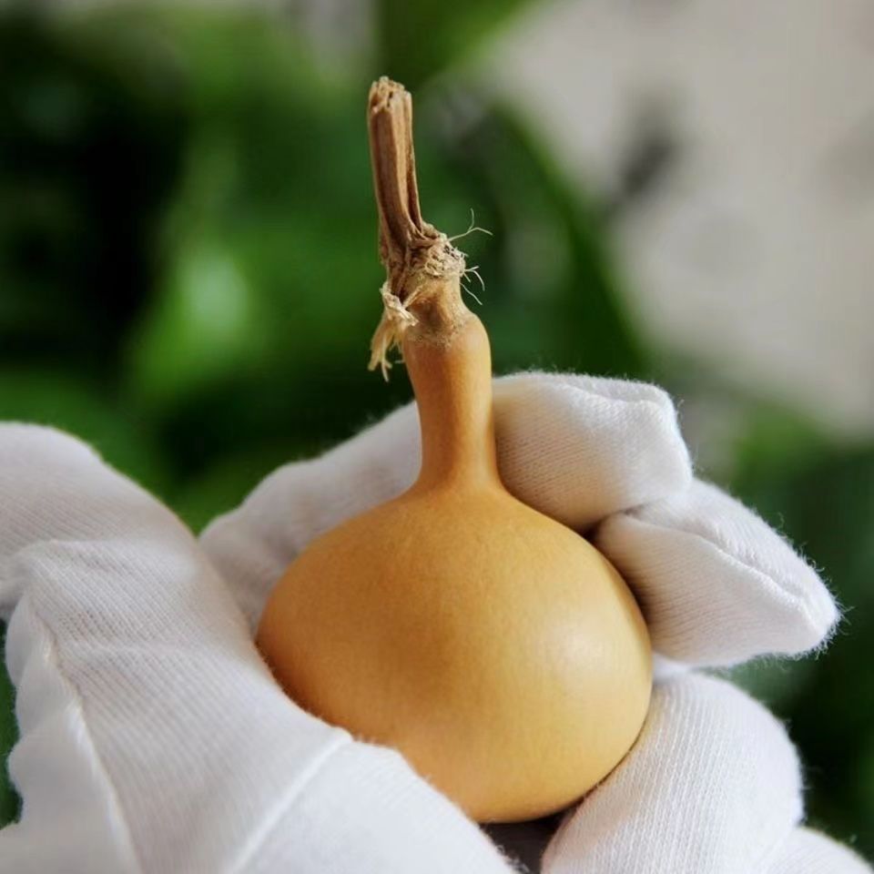 Unique Handle Small Gourd Toy for Handling, Irregular Handle Garlic Head, Unique Handle Single-Belly Gourd Wholesale