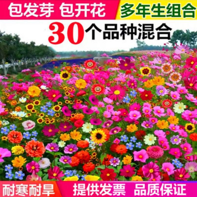 Wildflower Combination Seeds Bloom in All Seasons, Cold-Resistant Flower Seeds, Cosmos Galsang Flowers, Easy-To-Live Courtyard Outdoor Flower Seeds