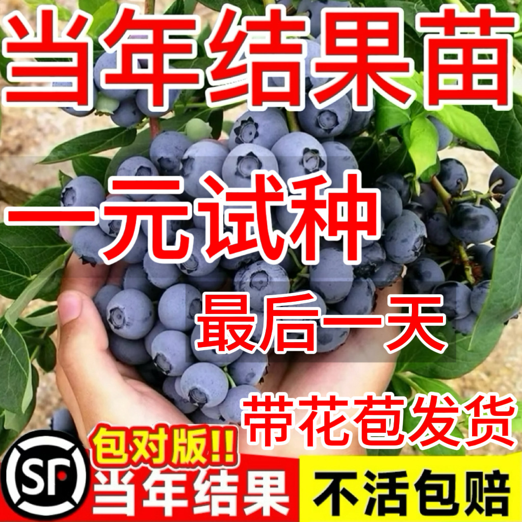 Blueberry Tree Seedlings Extra Large North and South Planting Balcony Potted Plants Northern Fruit Tree Seedlings Fruit Tree Seedlings Blueberry Potted Plants