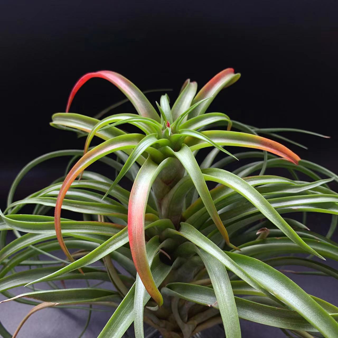 Becoli T.Brachycaulos Novice Gardening Variety with Brilliant Hair Color Air Pineapple Soilless