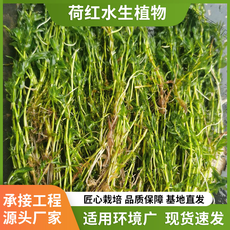 Оптовая продажа подводных растений, круглые черные водоросли, споры черных водорослей, пакет очистки воды, саженцы для посадки и ухода