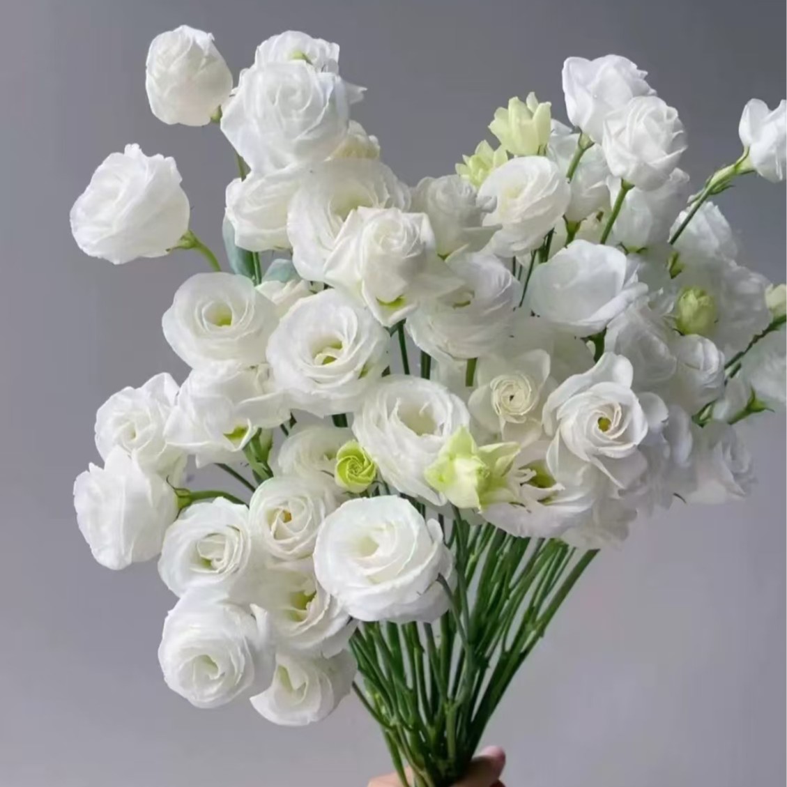 Yunnan Flower Base Straight-Haired Lisianthus Flowers Real Flower Water-Raised Flowers Wedding Flower Shop Group Purchase Ready-Picked Lisianthus