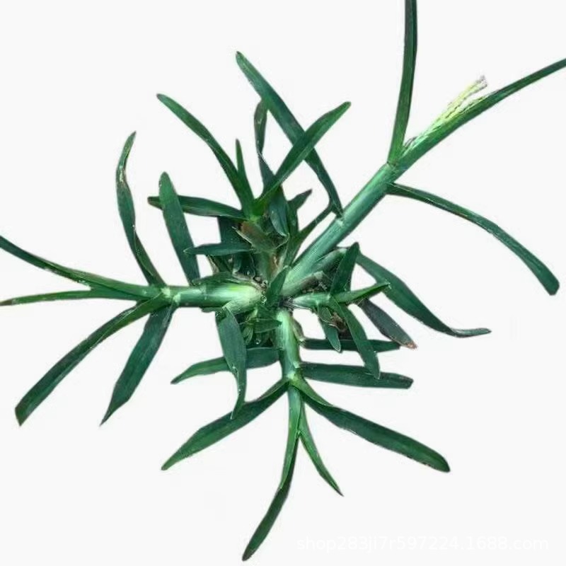 Dog Tooth Grass Seeds, Lawn Grass Seeds, Shelled and Shelled Bermuda Seeds, Greening Slope Protection, Bagan Grass Seeds