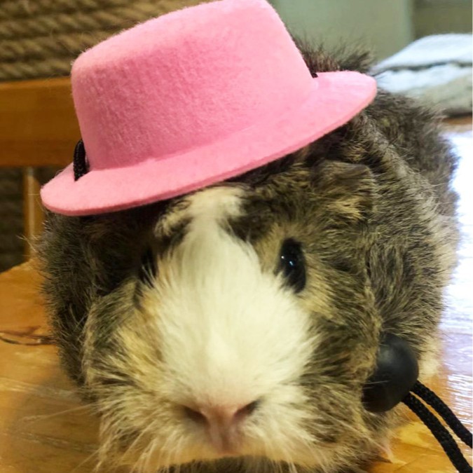 [Small wholesale] Pet Rabbit guinea pig guinea pig Chinchilla hedgehog hat small hat holiday transformation set