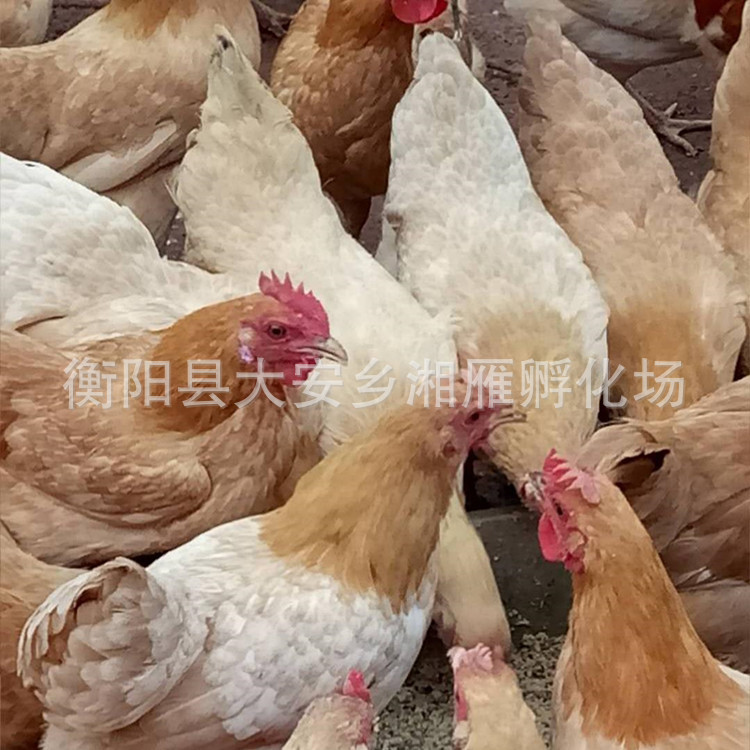One-Day-Old Loess Chicken Seedlings, Female Seedlings, Mixed Seedlings, Three Yellow Chickens, Hengyang Xiang Loess Chicken Seedlings, Local Chicken Small Species, Pure Thin and Tall Legs