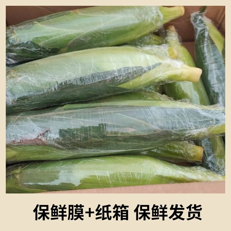 Fresh Yunnan Fruit Sweet Corn, Freshly Picked Golden and Silver Corn, Fresh Corn Can Be Juiced and Ready to Eat, Freshly Picked with Skin