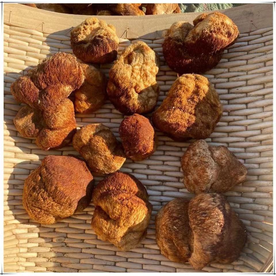 New Goods Daxinganling Deep Mountain Hericium erinaceus Dry Goods New Northeast Specialty Wild Hericium erinaceus Sulfur-free Smoked