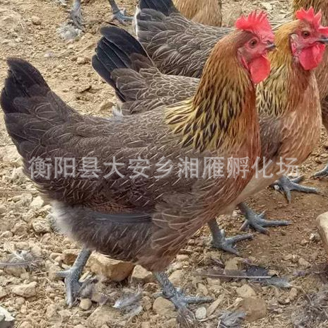 Factory Direct Sales Wholesale Black Yao Chicken Seedlings, Native Chicken Seedlings, Egg Chickens, Nandan Black Kiln Chicken Seedlings, Hens, Hatched Chicks