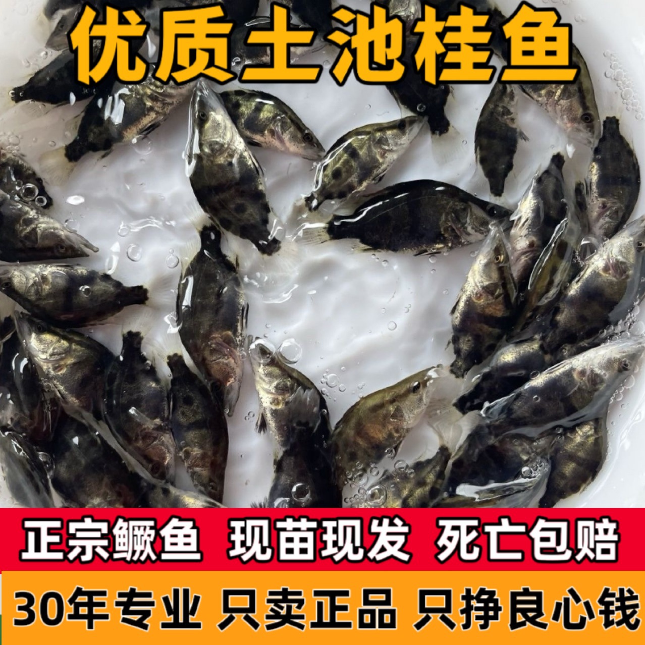 Directly from the Source Factory, Mandarin Fish Fry, Flowerfish, Carnivorous Fish Fry, Various Types of Fish Fry, One-Stop Wholesale, Live Stock Available