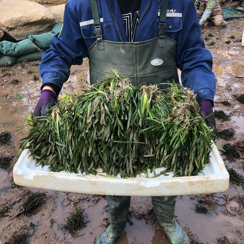 Aquatic Plants for Water Purification: Calamus, Acorus, Eelgrass, Water Lily, Dwarf Thorns, Evergreen Seedlings, and Submerged Plants for Planting