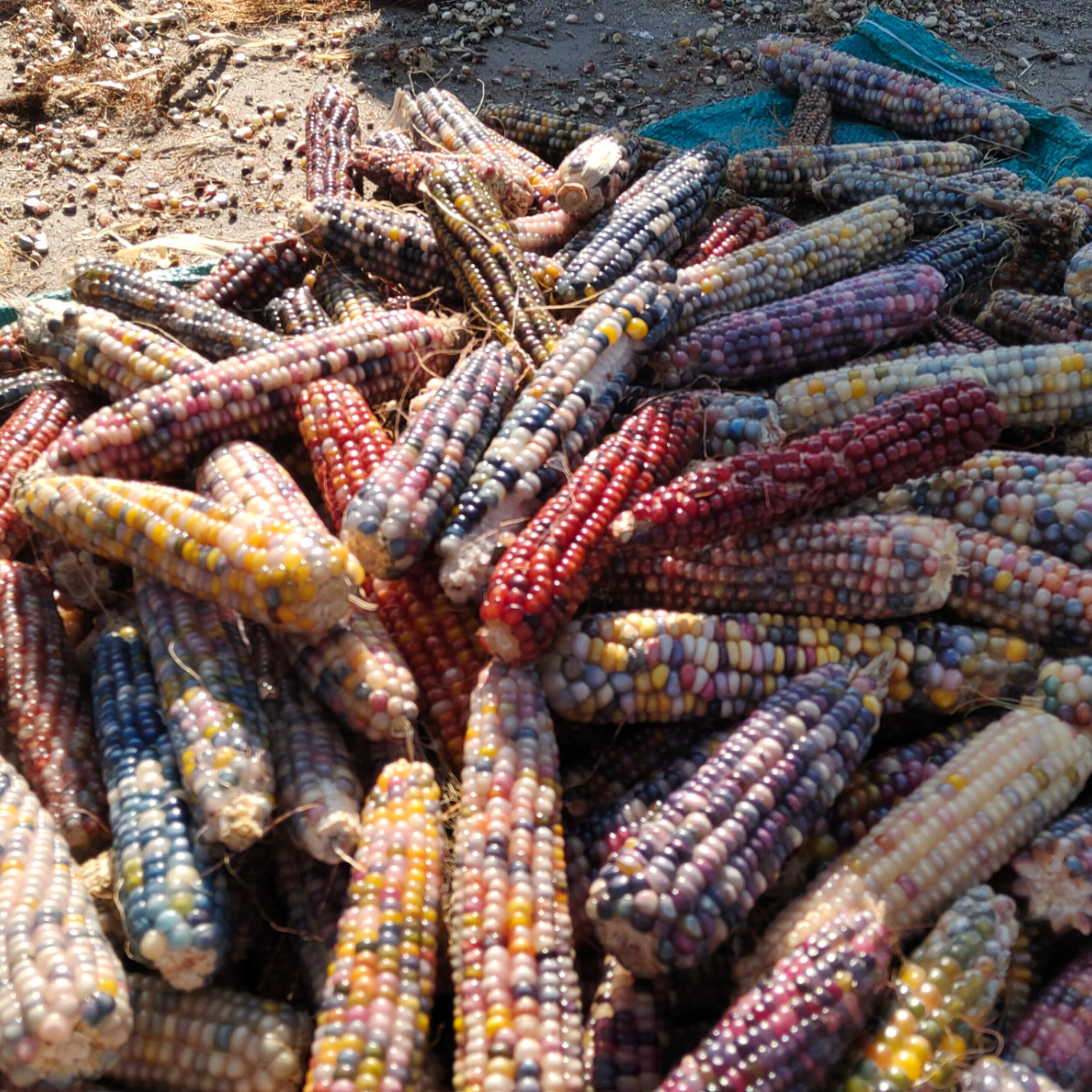 Hamster Teething Corn, Rabbit and Chinchilla Landscaping Teething Snacks, Golden Bear Teething Corn on the Cob Wholesale