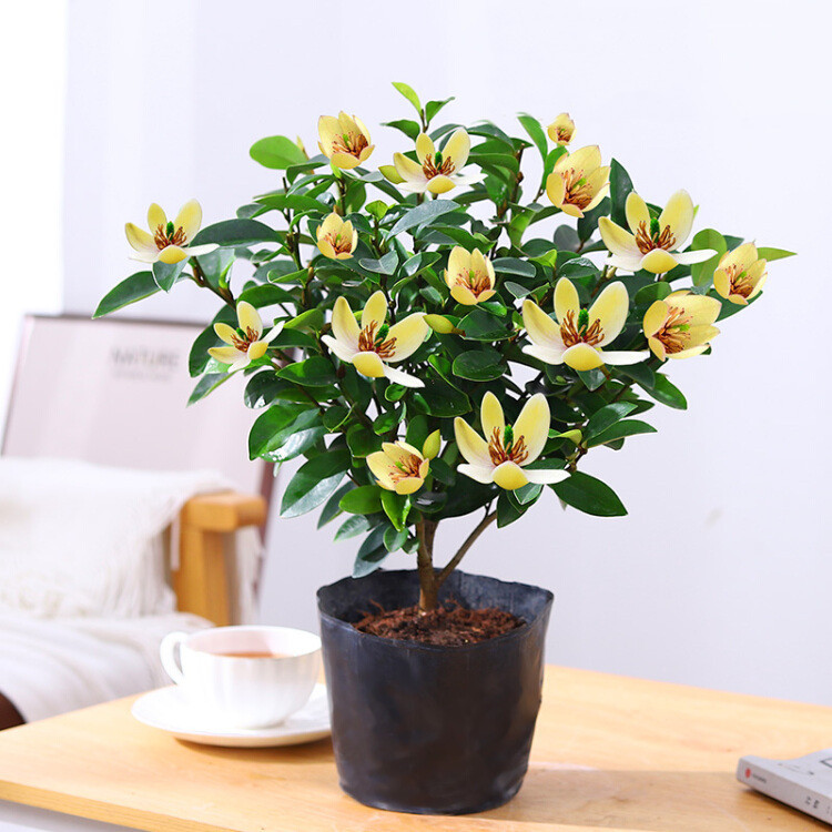 A generation of smiling flowers potted saplings courtyard balcony four seasons Luzhou-flavor indoor flowers with buds flower planting