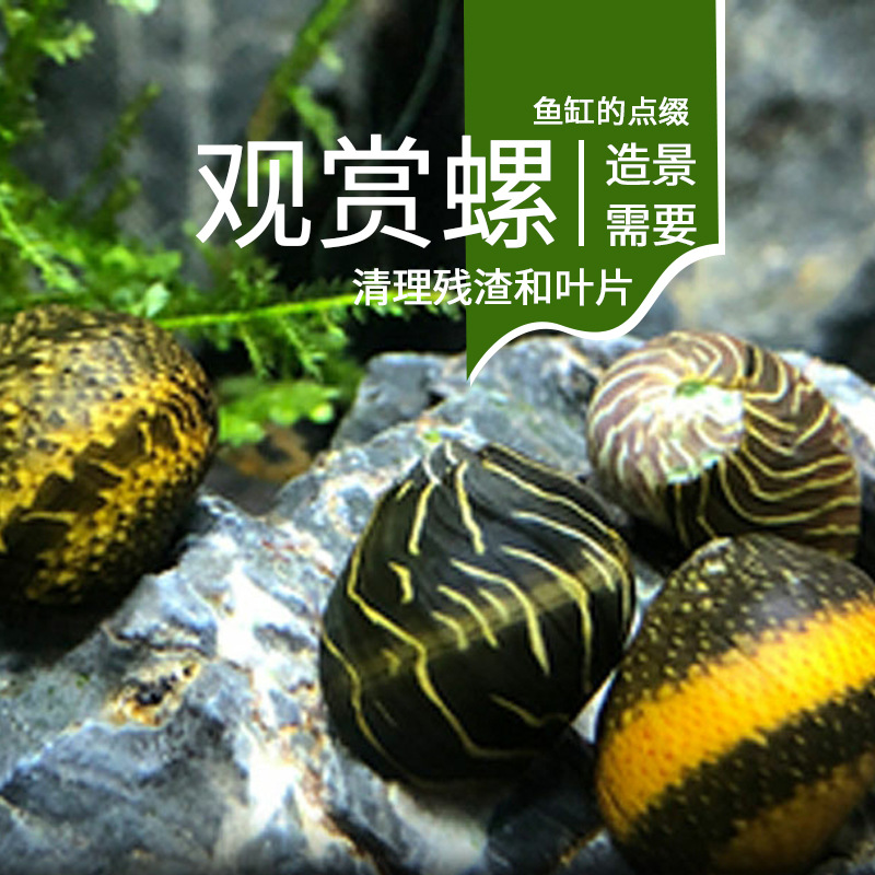 Ornamental Snail Algae Removal Tool Freshwater Apple Zebra Killer Gold Black Diamond Snail Egg Cleaning Tropical Ornamental Snail