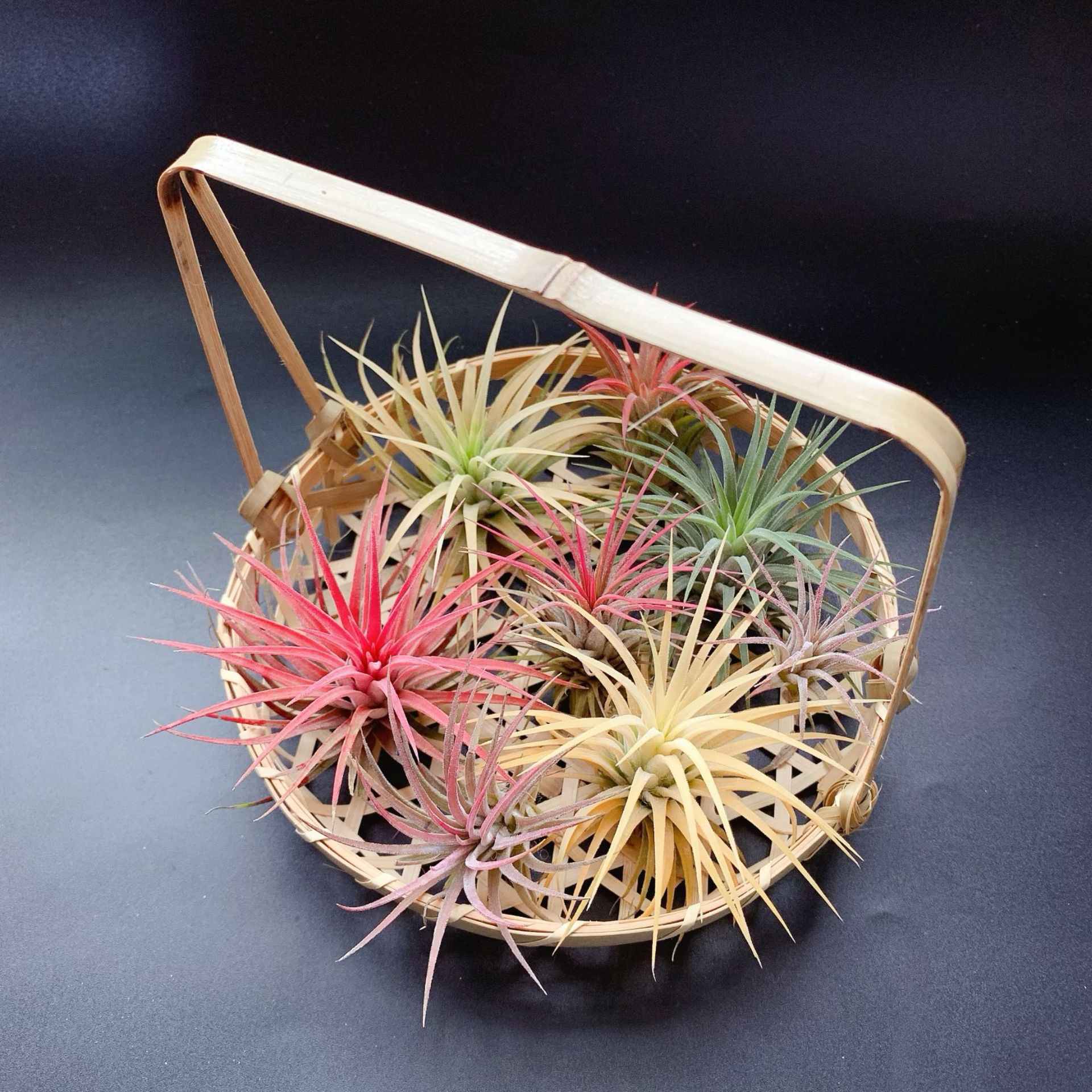 Прямые поставки с фабрики, базовая доставка, воздухопроницаемый ананас, безземельные растения, различные комбинации растений