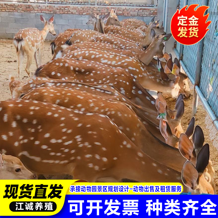 Живые сика-олени с прямыми волосами, взрослые, декоративные, дружелюбные