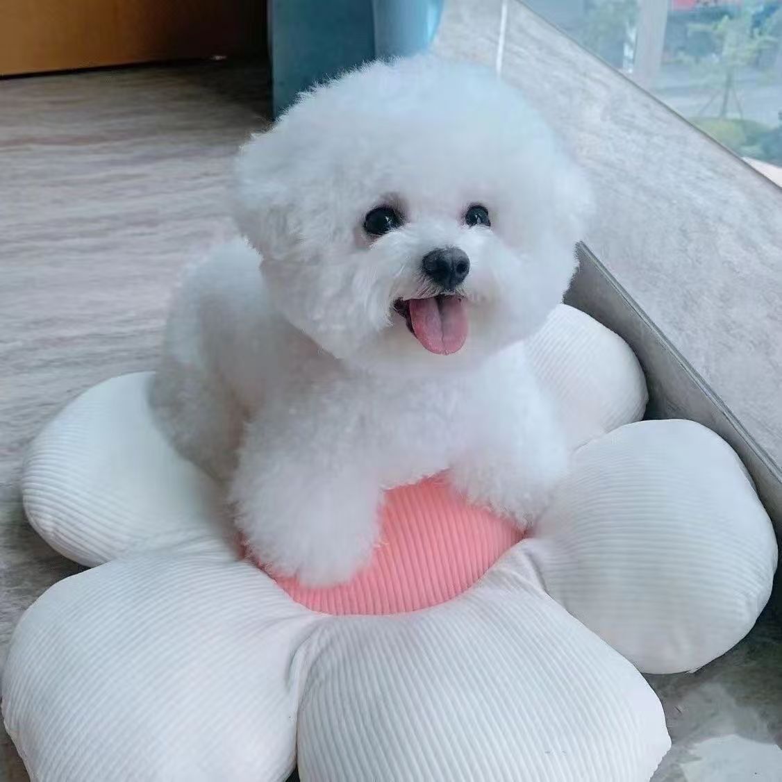 Wholesale Purebred Bichon Frize Puppies Live Bichon Frize Puppies Pet Dogs Bichon Frize Teacup Dog Bichon Frize Small Size Dogs