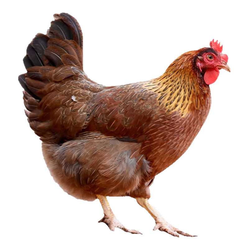 138 Qingyuan Chicken Authentic Guangdong Qingyuan Chicken Source Direct Supply Qingyuan Origin Qingyuan Chicken Qingyuan Native Chicken Hen