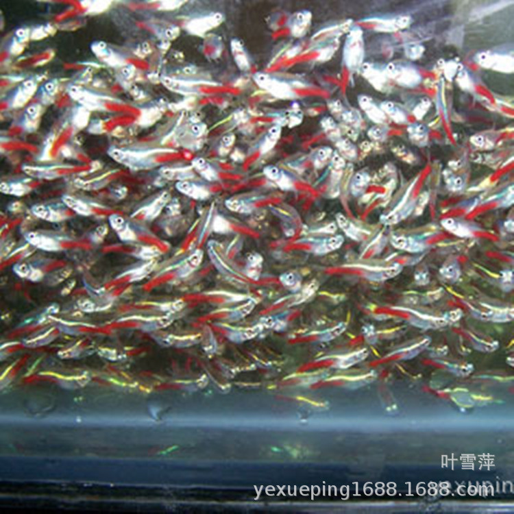 Traffic light fish living lights small fish swimming aquarium grass tank freshwater tropical ornamental fish fishing farm wholesale direct sales