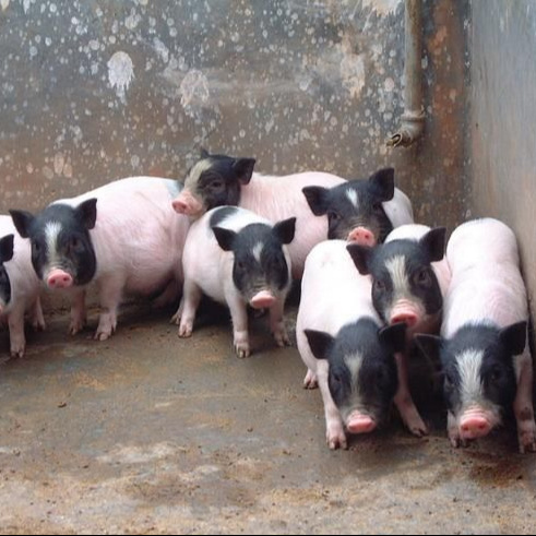 Purebred Luchuan Piglets, Live Piglets, Small Flower Pigs, Small Fragrant Pig Seedlings, Free-Range Luchuan Breeding Pigs, Fattening Pigs