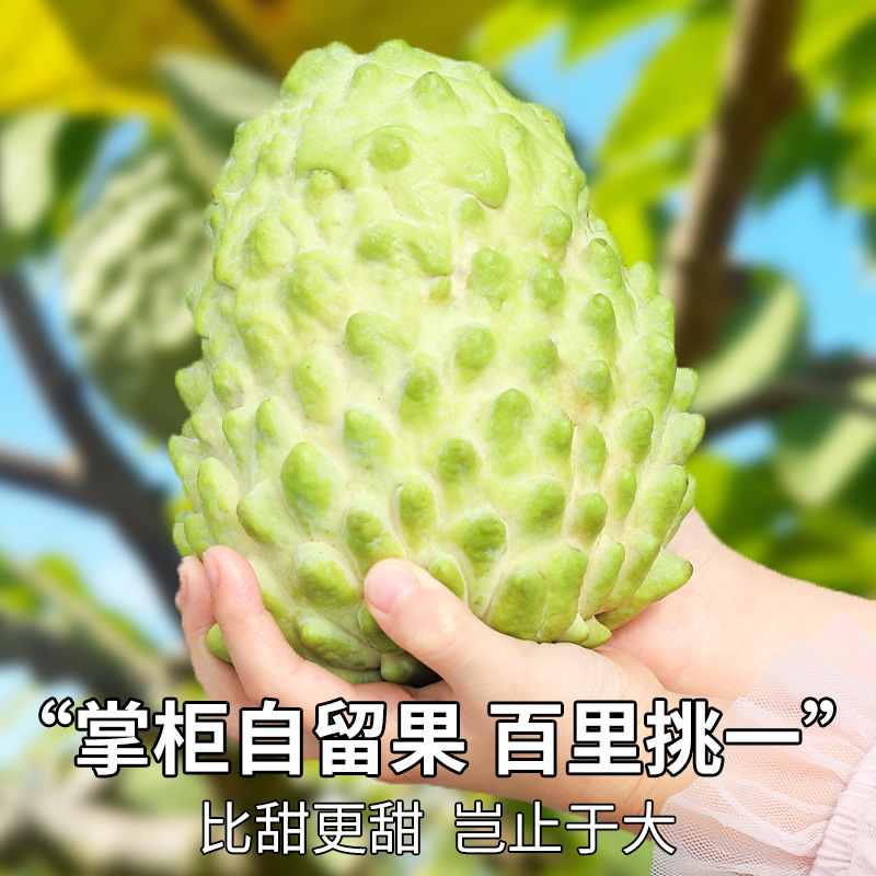 Sf 2.5kg Milk Pineapple Soursop Fresh Fruit Seasonal Pineapple Soursop Fig Buddha Head Large Fruit Gift Box