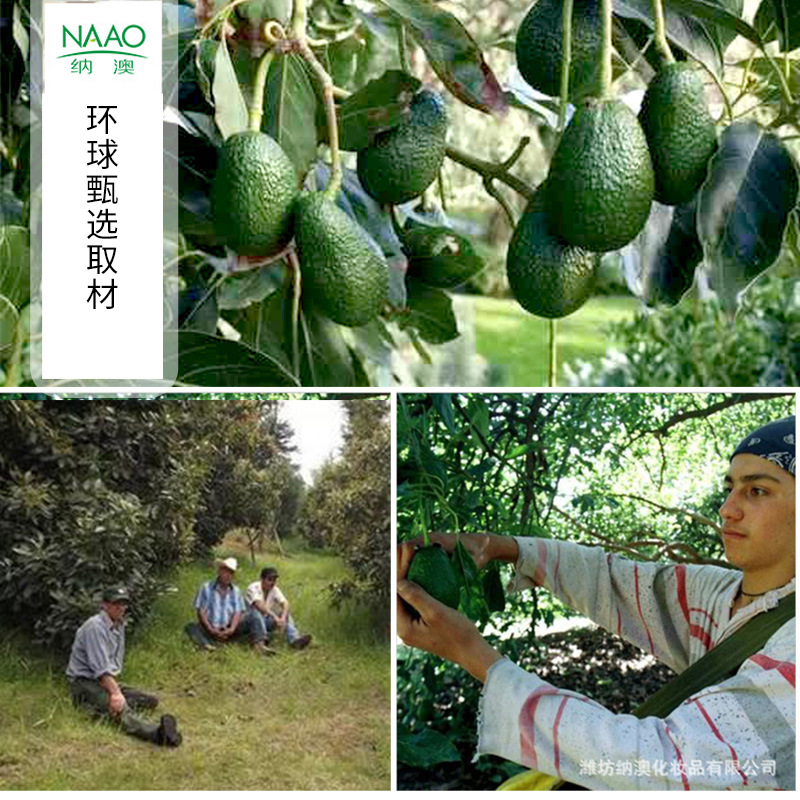 Spanish Origin Green Avocado Oil/Chunken Pear Oil Avocado Oil Virgin Aromatherapy DIY Plant Base Oil in Stock