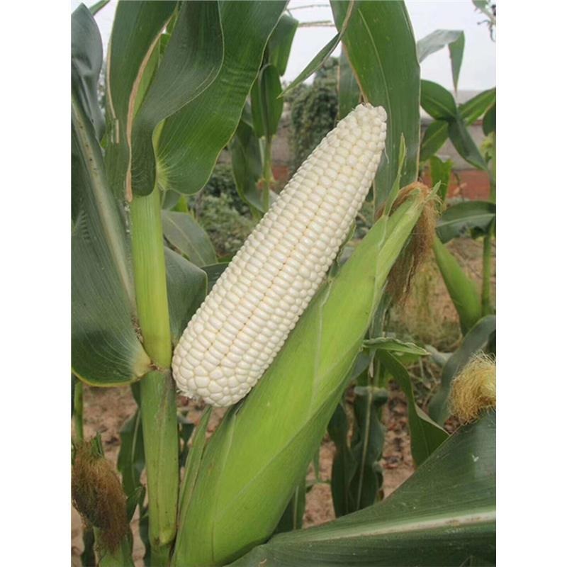 White Waxy Corn Seeds, White Waxy Corn Seeds, Fruit Corn Seeds, Fragrant, Soft and Waxy Winter High-Yielding Corn Seeds