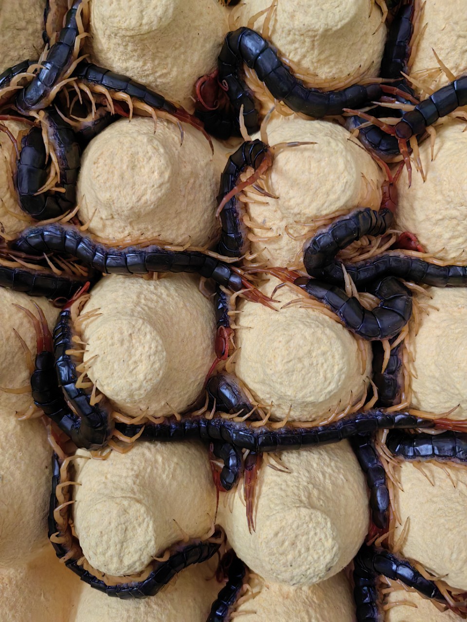 Scorpion Soil Element Live Insect Centipede Arowana Hair Color Centipede Arowana Live Feed Red-Headed Centipede Soaked in Wine Centipede