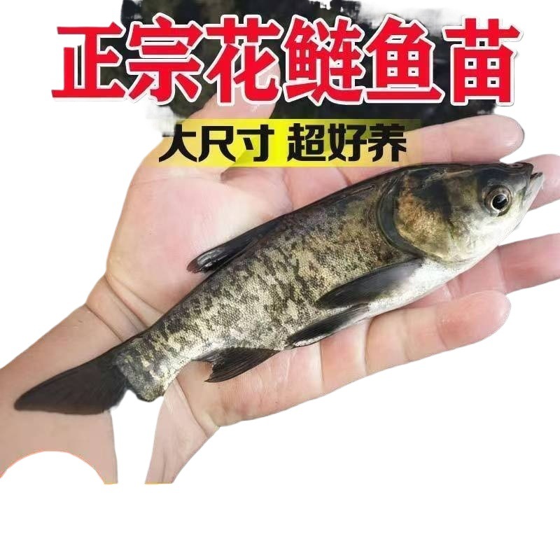 [Store Hot Selling] Healthy and Vibrant Live Flower Silver Carp Fry Package Storage Recommended High-Quality Fat Head Bighead Carp Fry Freshwater