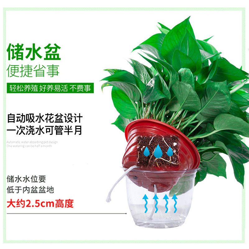 Green Radish Hydroponic Indoor Formaldehyde-Absorbing Green Plant Hydroponic Plant Long Vine Spider Orchid Evolution Air Green Radish Potted Plant Wholesale