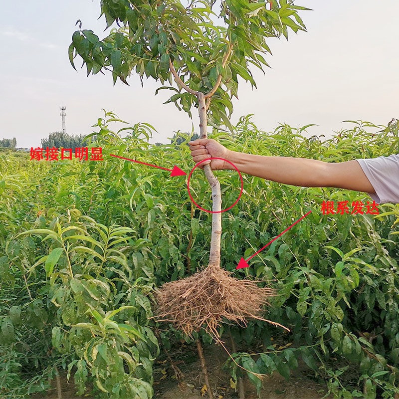 One-Piece Drop-Shipping Golden Peach Saplings for Planting in Courtyards in the North and South, Extra-Large Fruit Pots for Planting and Grafting Peach Seedlings