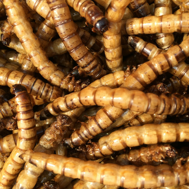 Manufacturer Supplies Dried Barley Insects, Wholesale Pet Protein Food, Non-Fried Pet Feed, Dried Barley Insects