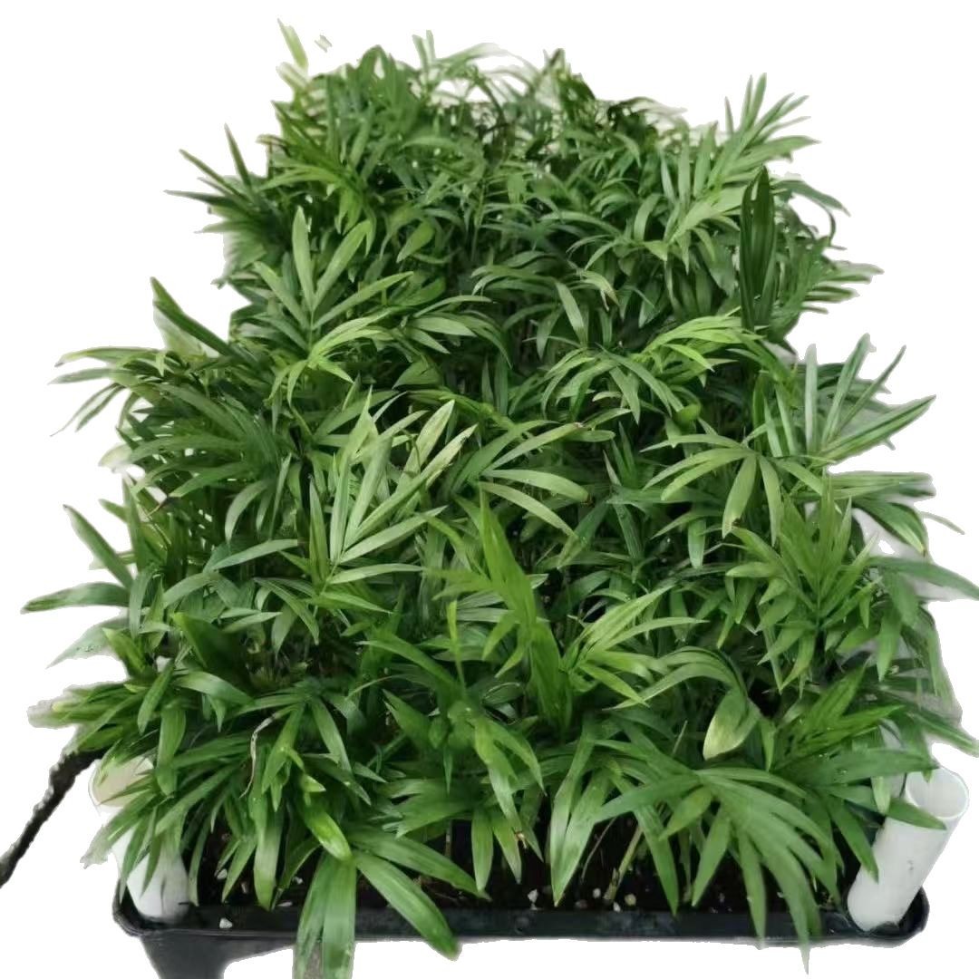 Source Manufacturers Long-Term Large Supply of Green Plants Pocket Coconut Landscaping Flower Seeds Seedlings Wholesale