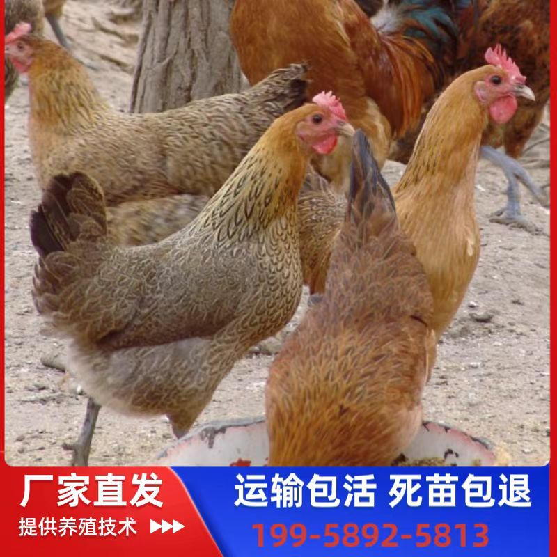 Оптовая продажа местных куриных цыплят, однодневные живые белые мясные курицы с зелеными ногами, яйценосные куриные цыплята, свободно гуляющие горные куры