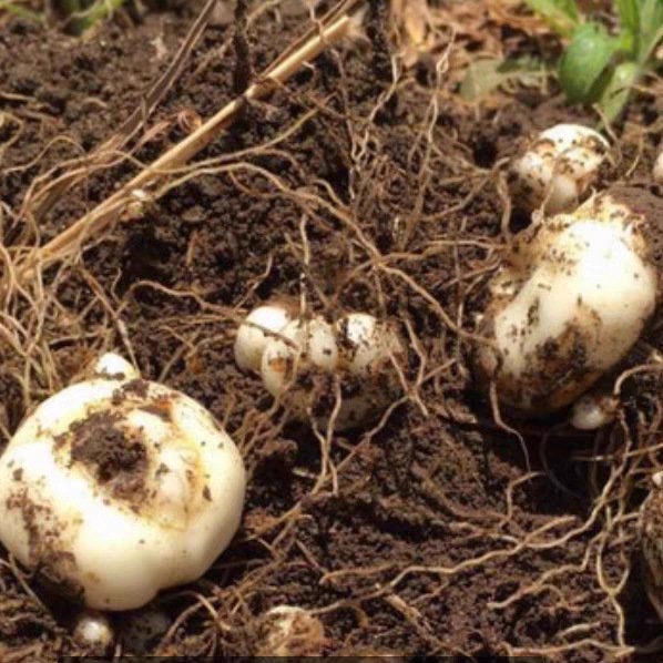 Premium Non-Wild Fritillaria New Arrival Sulfur-Free Authentic Sichuan Fritillaria 500g Chinese Herbal Medicine Fritillaria Granules