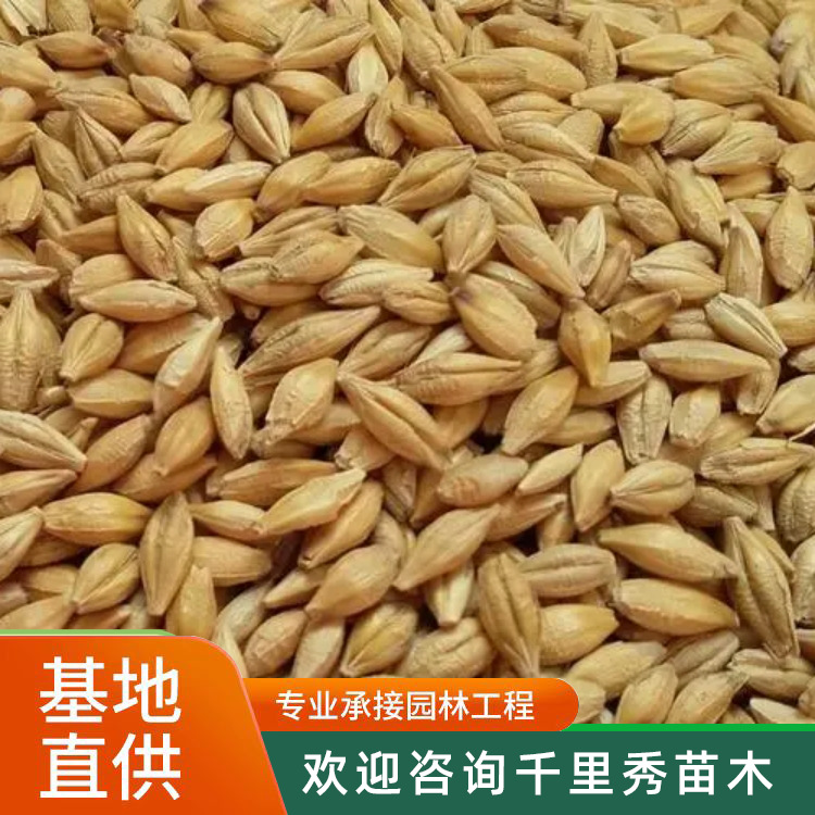 Оптовая продажа семян травы для кошек, семена ячменя и гидропонные семена