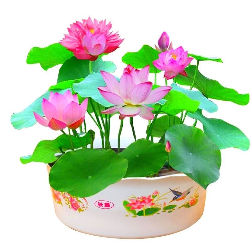 Four Seasons Flowering Bowl Lotus Seeds Hydroponic Plants Flowers Indoor Courtyard Fish Tank Aquatic Lotus Lotus Seedlings Lotus Water Lilies Potted Plants
