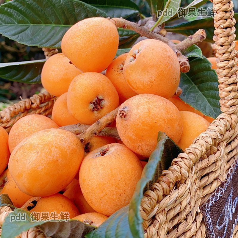 Yunnan Mengzi Loquat Fresh Net Weight for Pregnant Women, Large Fruits in Season, Freshly Picked and Shipped