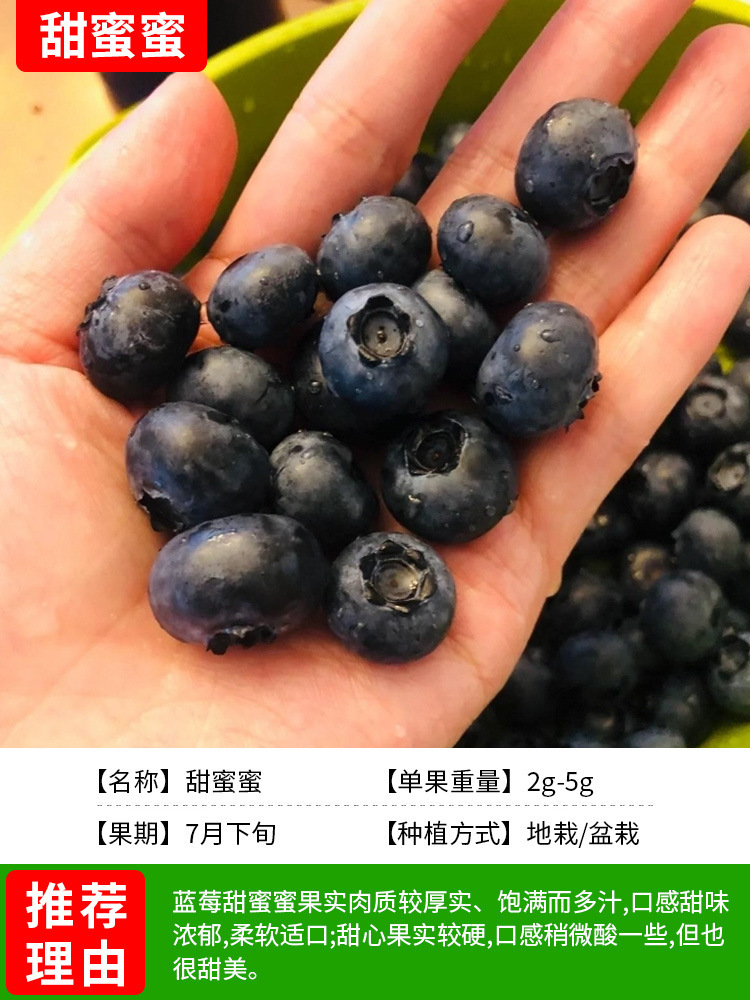 Blueberry Seedlings Potted Blueberry Tree Fruit Seedlings Planted in the North and South All Year Round Fruit Trees Mist Rabbit Eye Extra Large Balcony with Fruit