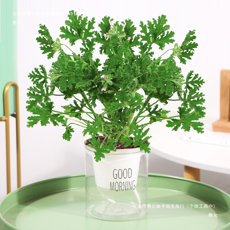 Mosquito Repellent Potted Plant Mint Indoor Green Plant Mosquito Repellent Seeds Courtyard Fragrant Leaf Geranium Blooming to Prevent Mosquitoes