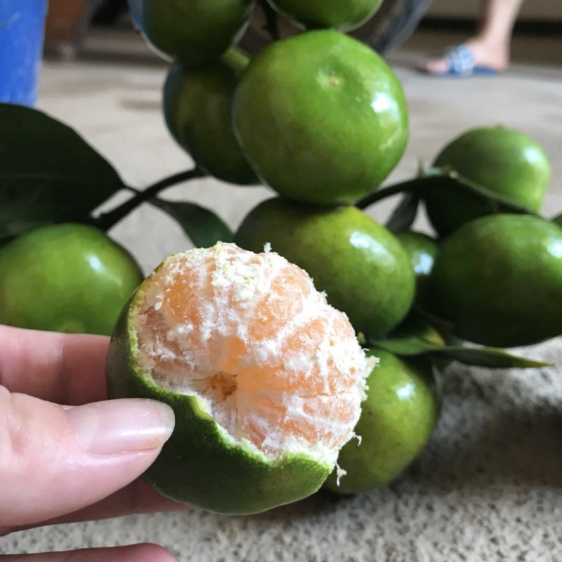 Freshly Picked Yunnan Mandarin Oranges, Extra Early Maturing Huaining Fresh Thin-Skinned Green-Skinned Sweet and Sour Fruit Seedless Mandarin Oranges for Pregnant Women