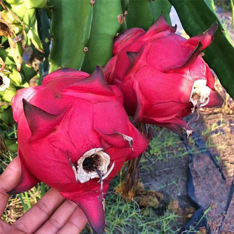 Jindu No.1 fruit fresh whole box wholesale multi-specification red meat dragon fruit honey treasure a wholesale cross-border e-commerce