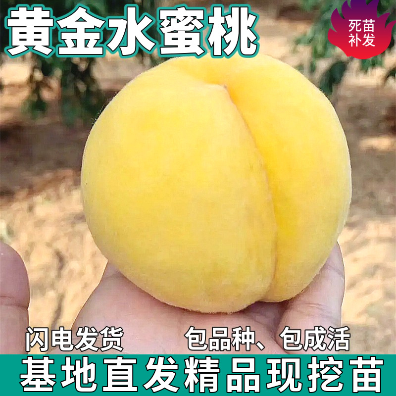 Дропшиппинг саженцев золотого персика для посадки в садах на севере и юге, крупные плодовые горшки для посадки и прививки саженцев персика