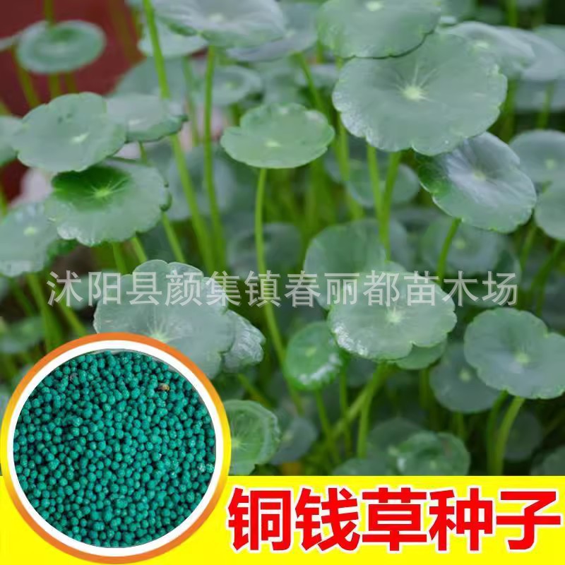 Оптовая продажа трансграничной электронной коммерции, специализирующаяся на семенах для водной культуры, гидропонных растениях, цветочных горшечных растениях, семенах вечнозеленого пенициллина для помещений