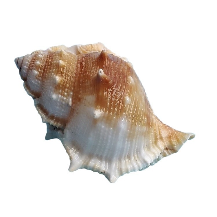 natural shell conch sea star aquarium landscaping micro landscape accessories diy handmade shell material