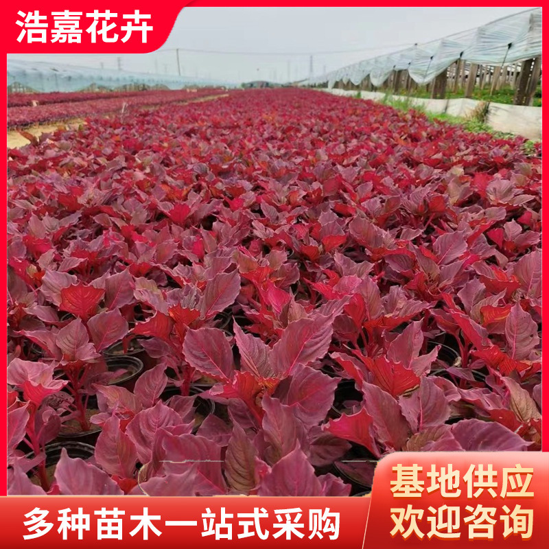 A Pen of Red Leaves, Potted Seedlings, National Day Rental Plants, Road Greening Seedlings, Cockscomb Flower Seedlings, a Pen