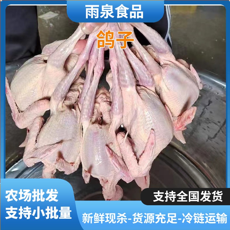 Freshly Slaughtered Pigeons and Young Pigeons from Breeding Base, Pigeons Available for Wholesale Use